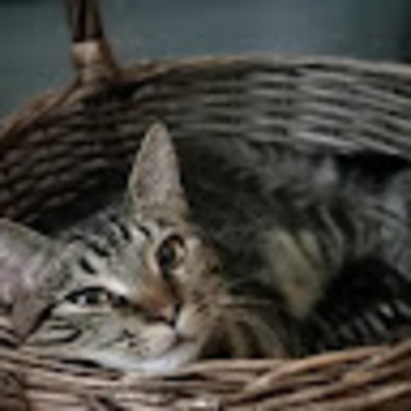 Meet your Posher, Kelly - Picture 1 of 1